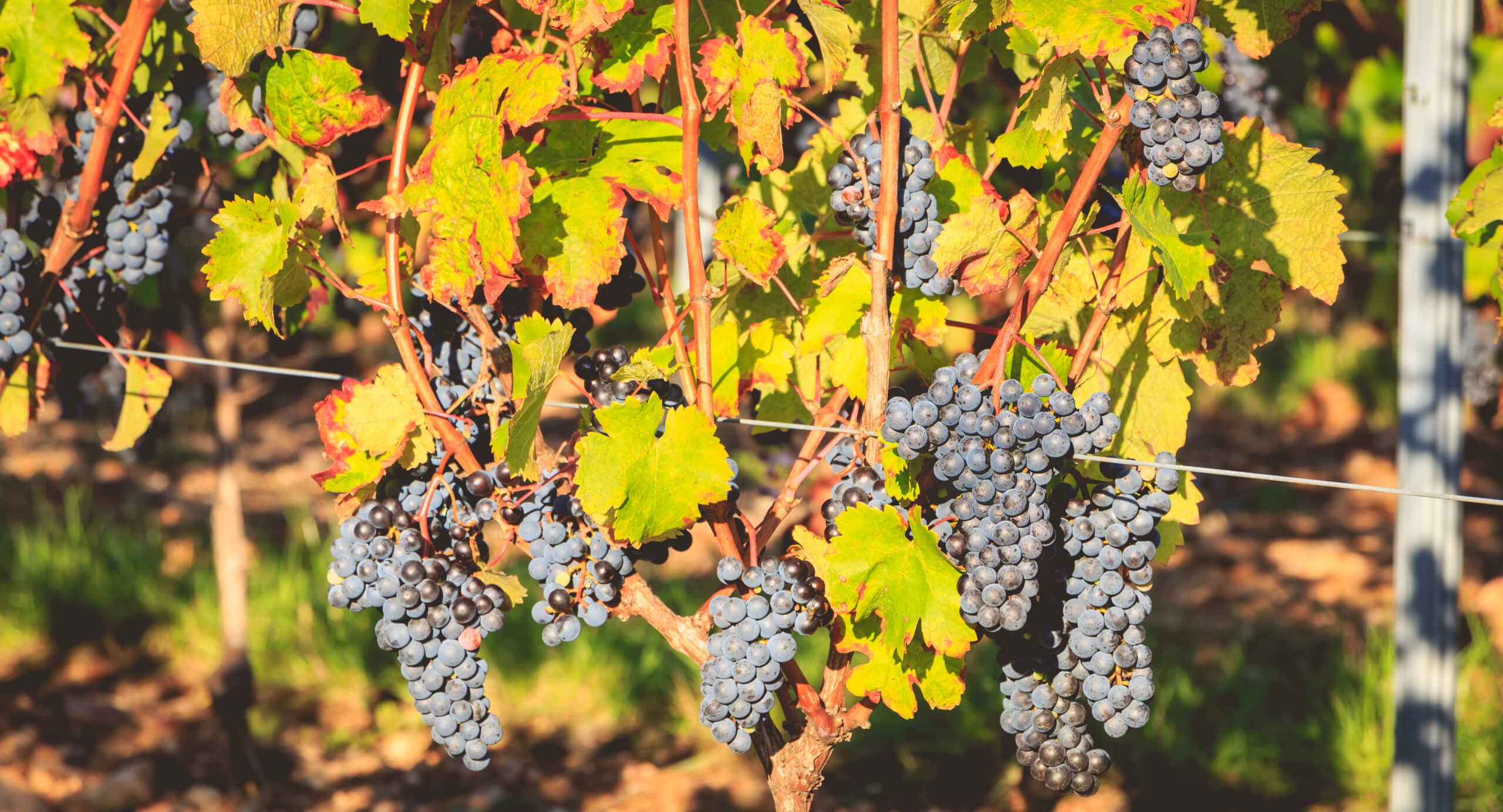 Vignes avec grappes de raisin mûres au soleil.