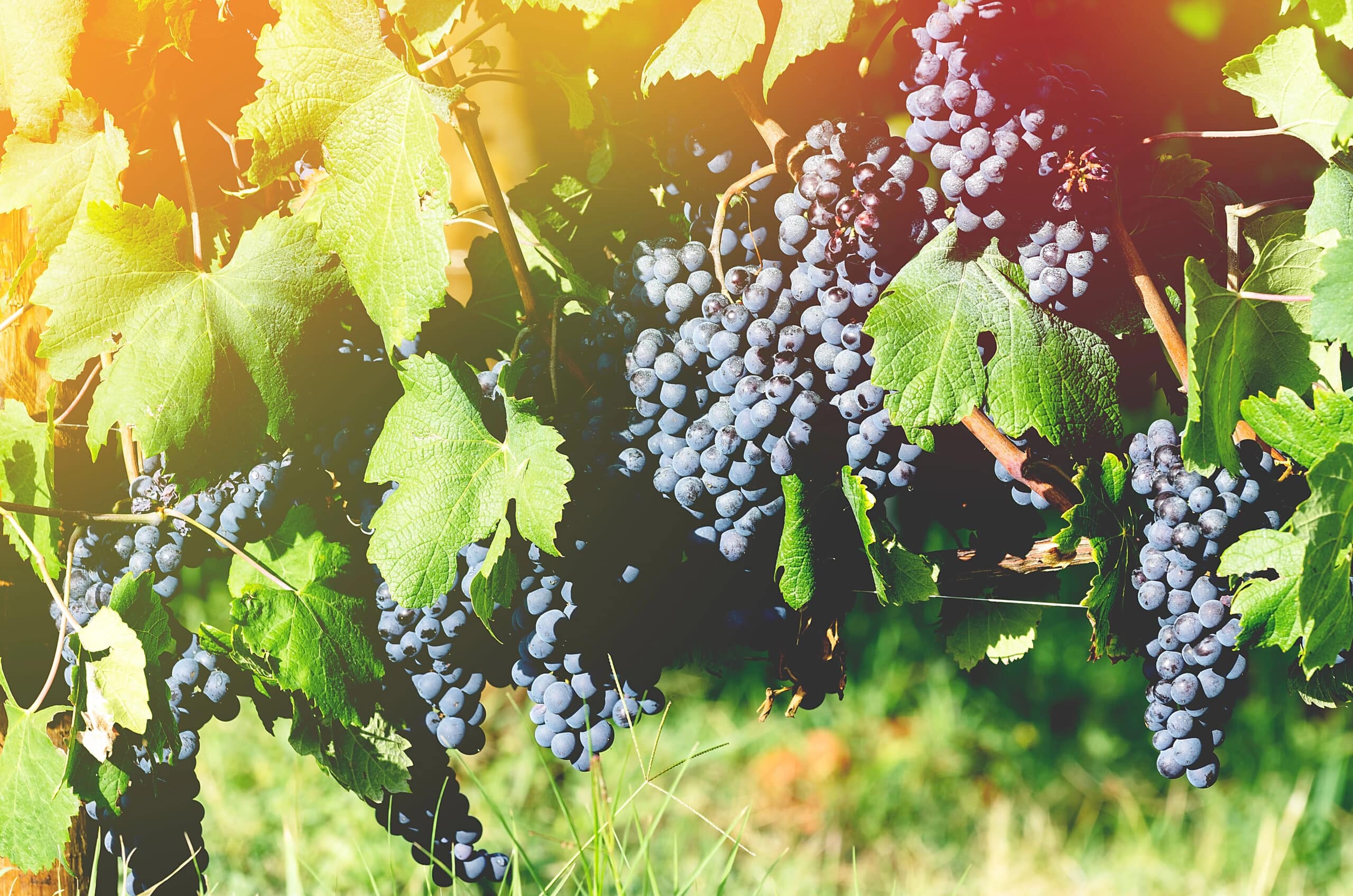 Vignes avec grappes de raisin mûres au soleil