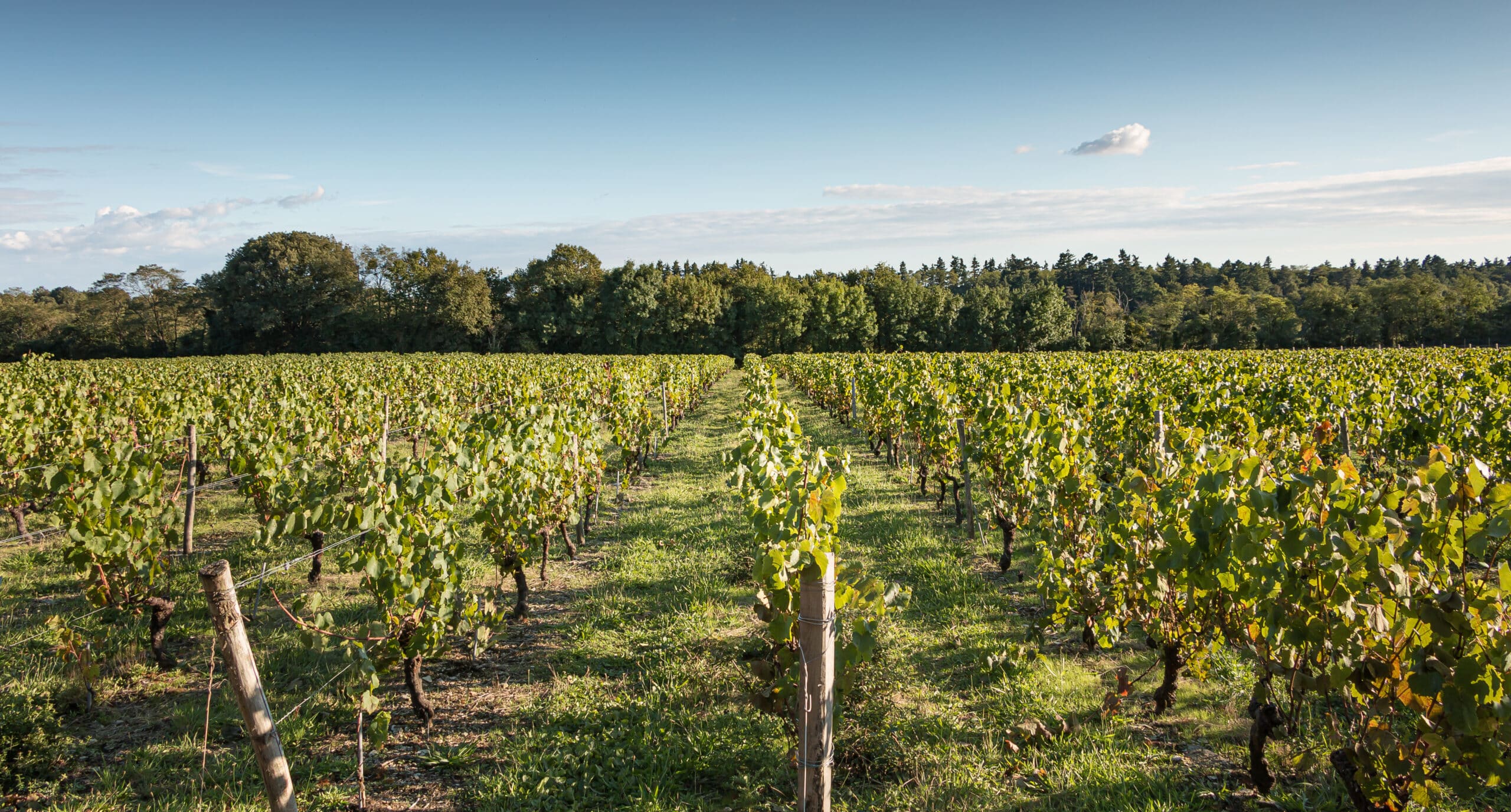 Vignoble verdoyant sous ciel bleu ensoleillé.